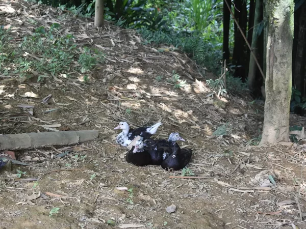 1 day easy trekking in sapa 21 | LIM Vietnam Travel