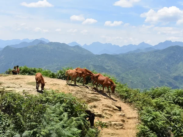 1 day moderate trekking in sapa 11 | LIM Vietnam Travel