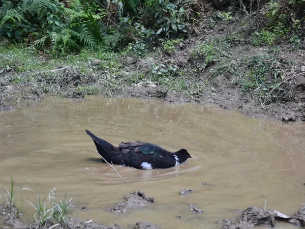1 day moderate trekking in sapa 18 1 | LIM Vietnam Travel