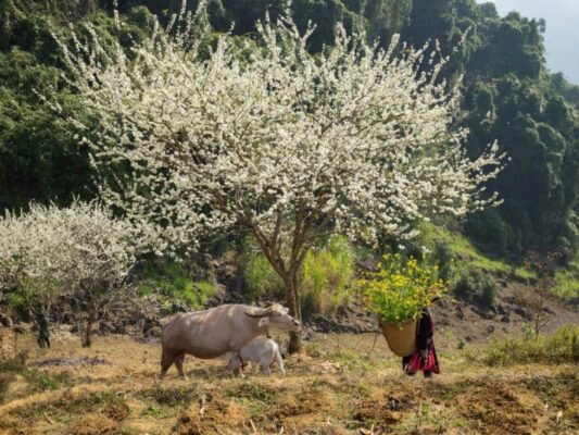 Ha Giang Weather December 1 | LIM Vietnam Travel