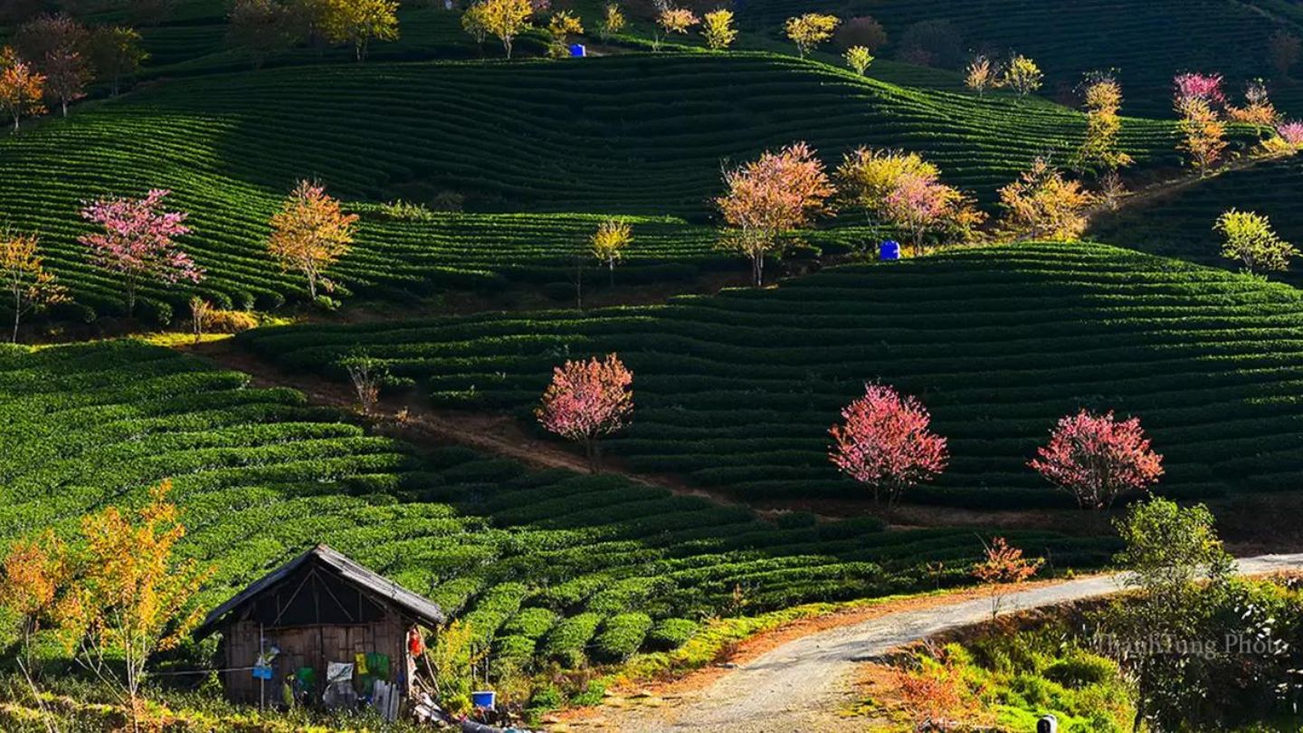 Sapa Weather in August: Embrace Sunny Bliss and Outdoor Fun 8 Discover Sapa weather in August forecasts